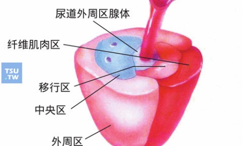 向日葵苗图片-向日葵茎图片网 | 向日葵的图片高清大图,向日葵图片真实照片